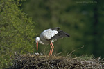Tierkinder