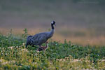 Tierkinder