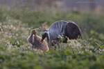 Tierkinder