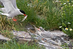 Tierkinder