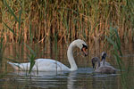 Tierkinder