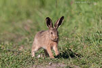 Tierkinder