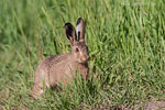 Tierkinder