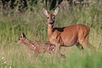 Tierkinder