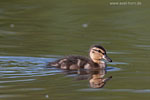 Tierkinder