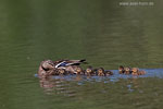 Tierkinder