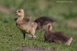 Tierkinder