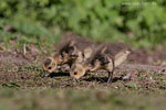 Tierkinder