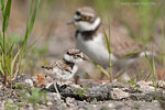 Tierkinder