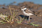 Tierkinder