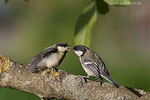 Tierkinder