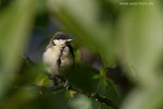 Tierkinder