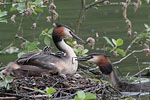 Tierkinder