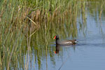 Verschiedene Vogelarten