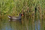 Verschiedene Vogelarten