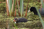 Verschiedene Vogelarten