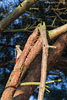 Verschiedene Vogelarten