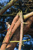 Verschiedene Vogelarten
