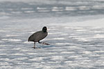 Verschiedene Vogelarten