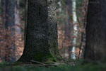 Wald