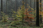 Wald