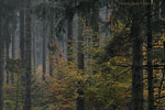 Wald