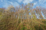 Kstenwald