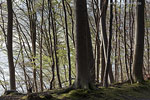 Kstenwald