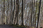 Kstenwald