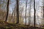 Kstenwald