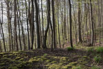 Kstenwald