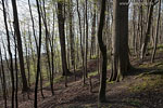 Kstenwald