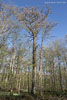 Kstenwald