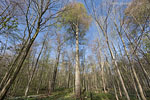 Kstenwald