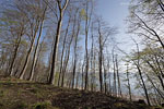 Kstenwald