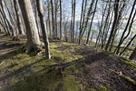 Kstenwald