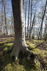 Kstenwald