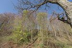Kstenwald