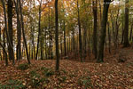 Kstenwald