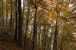 Kstenwald