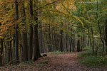 Kstenwald