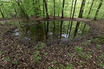 Wald