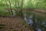 Wald