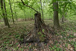 Wald