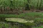 Wald