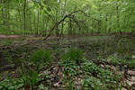 Wald