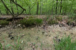 Wald