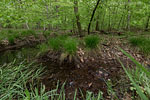 Wald