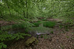 Wald