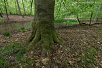 Wald
